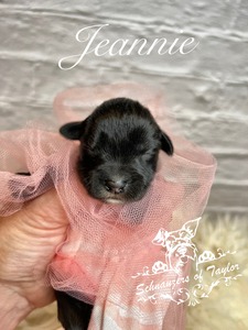 Jeannie (I dream of Jeannie)