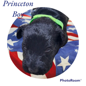 Princeton boy  (Princeton (green))