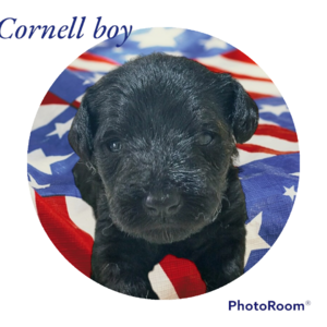 Cornell boy (Cornell (blue))