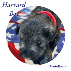 Harvard boy (Harvard (Red))
