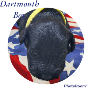 Dartmouth boy  (Dartmouth (Yellow))
