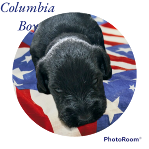 Columbia boy  (Columbia (purple))