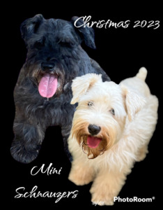 Ready Jan 1 st Mini Schnauzers (No Availability all are spoken for!!)