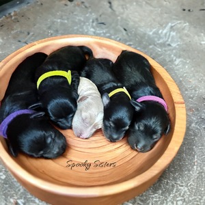 No availability. See our upcoming litters  (Mini Schnoodles)