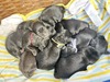 We have 8 babies!