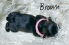 Brown girl  (Brown (pink))
