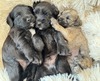 We have availability! (Mini Schnoodles )